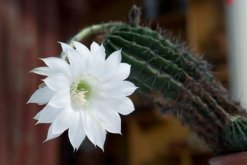 仙人掌花語象征與寓意，象征著堅強、剛毅的愛情