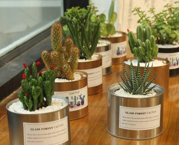 仙人球適合放在哪里，適合放在門窗口當(dāng)時不是放在東方