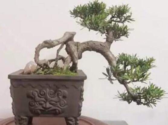 羅漢松盆景施肥，做好以有機(jī)液肥、稀薄的餅肥水為主