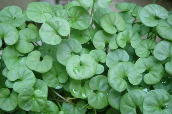 金錢(qián)草和車(chē)前草的區(qū)別