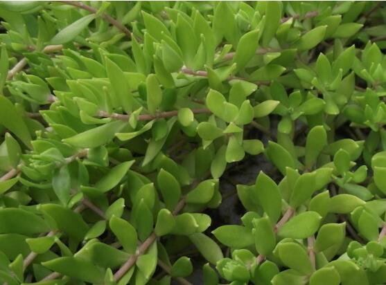 玉樹用什么肥料好，玉樹施氮磷鉀復(fù)合肥最好