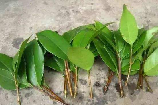 橡皮樹剪下來怎么生根，做好五個步驟便可發(fā)芽長葉