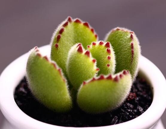 熊童子用什么土，腐葉土、園土、沙土最為合適