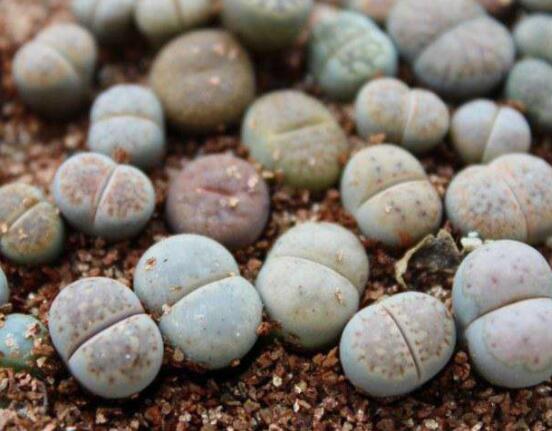 夏天生石花怎么養(yǎng)，做好五個(gè)要點(diǎn)可安然度夏