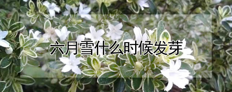 六月雪什么時候發(fā)芽