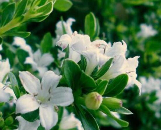 六月雪掉葉子怎么回事，最簡單實效三種解決辦法