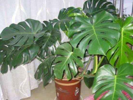 龜背竹用深盆還是淺盆，透氣性強深盆為主(陶盆/紫砂盆/泥瓦盆)