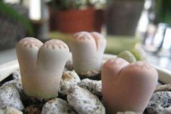 生石花徒長(zhǎng)了怎么辦，四步教你抑制生石花徒長(zhǎng)