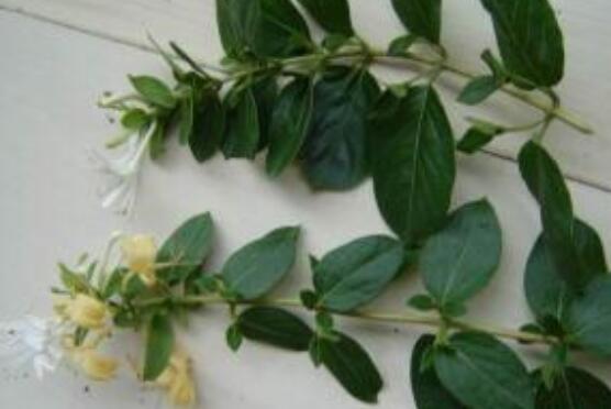 碰碰香的繁殖與養(yǎng)護，扦插繁殖存活率最高/肥水光照充足