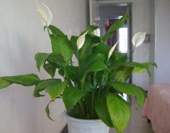 一帆風(fēng)順多久澆一次水，做到不干不澆、澆則澆透原則