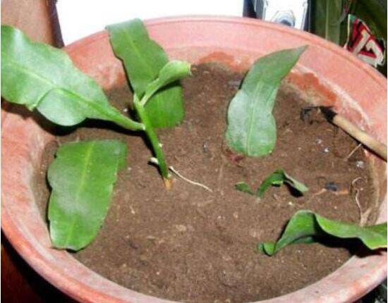 曇花葉插注意事項，只需要注意這五點即可