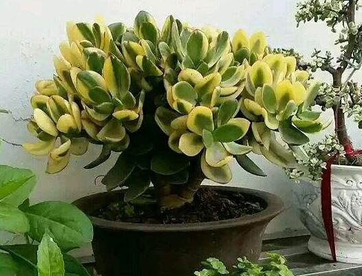 玉樹(shù)的葉子發(fā)軟發(fā)黃，防止這些問(wèn)題發(fā)生的解決方法