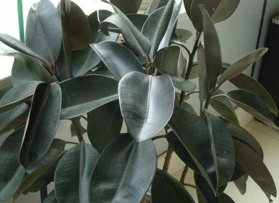 橡皮樹葉子打卷怎么辦，保持光照充足、溫度合理、忌積水