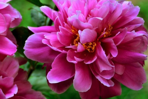 芍藥花冬天刨出來放著行不行