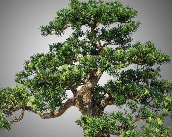 羅漢松修剪方法圖解，只需要三點(diǎn)步驟造型美觀茂盛