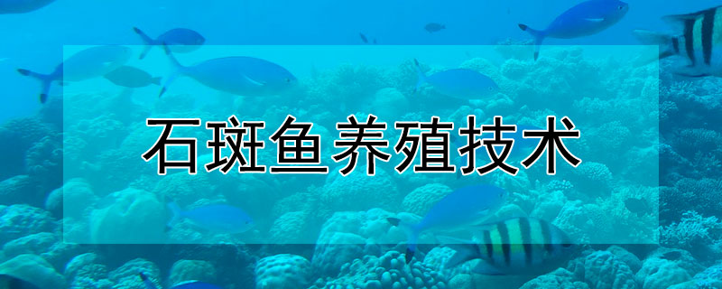 石斑魚養(yǎng)殖技術