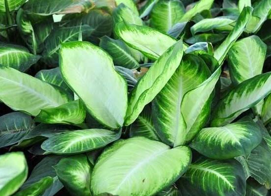 厚葉萬年青有毒嗎，誤食致人聲帶變啞、胃腸腫痛