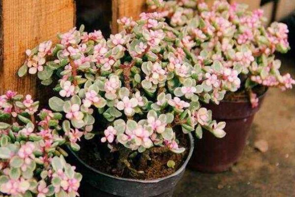 雅樂之舞可以淋雨嗎，可適當(dāng)淋雨但要注意以下幾點(diǎn)