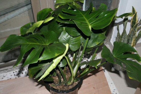 龜背竹葉子邊緣發(fā)黃怎么辦，控制溫度并做好遮陰措施