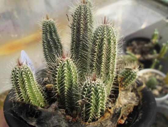 仙人掌喜歡陽光嗎，長日曬生長更健康