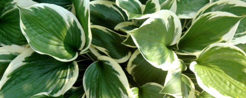 萬(wàn)年青放哪