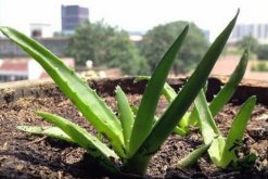 養(yǎng)蘆薈有什么好處，養(yǎng)蘆薈的5大好處