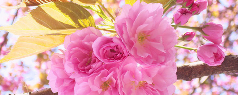 櫻花什么季節(jié)開(kāi)