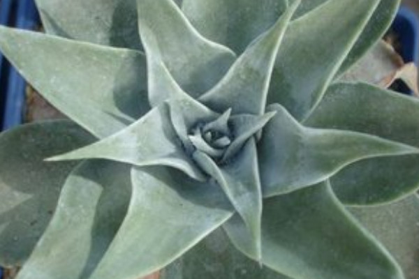 雪山多肉怎么養(yǎng)