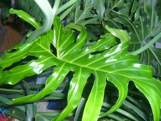 龜背竹滴的水有毒嗎，有毒/皮膚接觸會(huì)導(dǎo)致刺痛灼傷