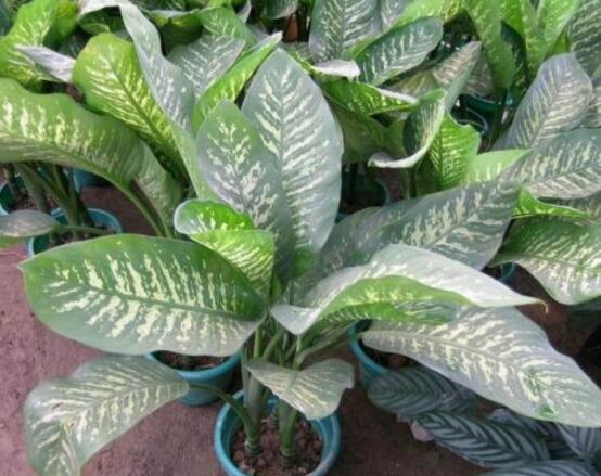 厚葉萬(wàn)年青有毒嗎，誤食致人聲帶變啞、胃腸腫痛