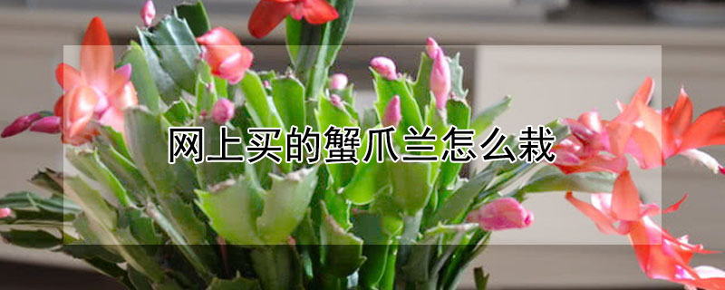 網(wǎng)上買的蟹爪蘭怎么栽