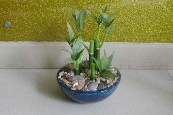 富貴竹發(fā)黃怎么辦