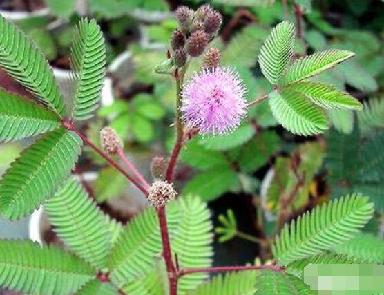 含羞草能在家里養(yǎng)嗎，不適合/頭發(fā)、眉毛嚴(yán)重脫落