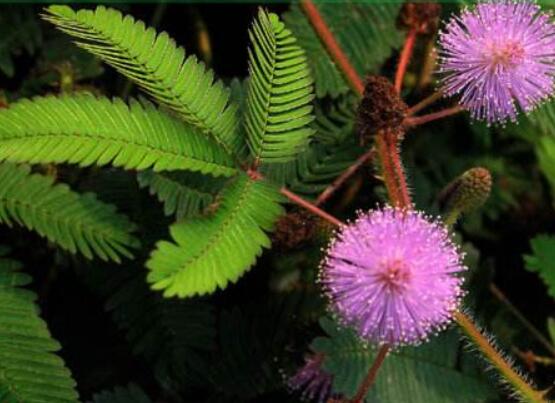 含羞草怎么養(yǎng)護，老農(nóng)總結(jié)五點最實用方法