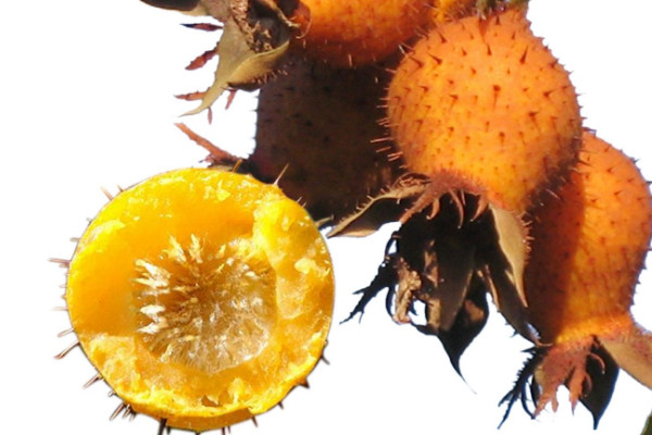 金櫻子種子如何能發(fā)芽