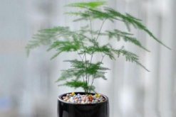 文竹冬天怎么養(yǎng)護(hù)，做好以下四點(diǎn)是關(guān)鍵