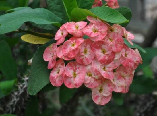 虎刺梅不開花什么原因，老農(nóng)總結(jié)最實用三種解決方法