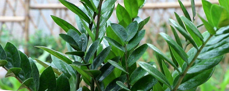 金錢(qián)樹(shù)春天可以淋雨嗎