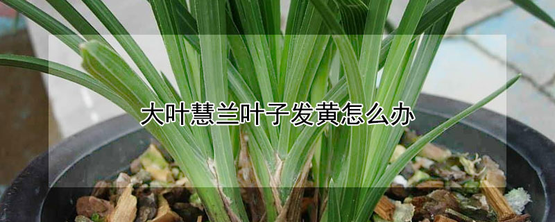 大葉慧蘭葉子發(fā)黃怎么辦