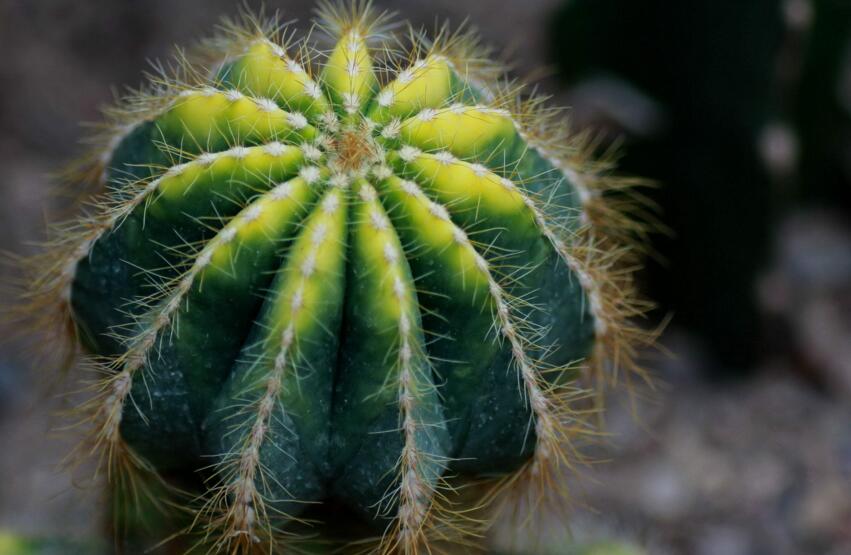 仙人球適合放在哪里，適合放在門窗口當(dāng)時不是放在東方