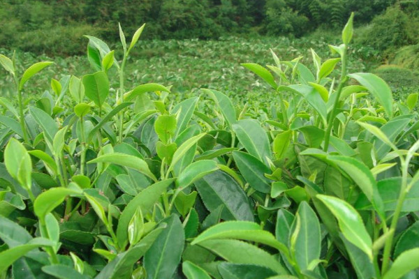 茶葉病蟲(chóng)害及防冶方法