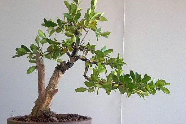 黃楊樹(shù)葉子干枯怎么救