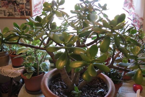 玉樹(shù)圖片，特征、習(xí)性、價(jià)值以及風(fēng)水作用