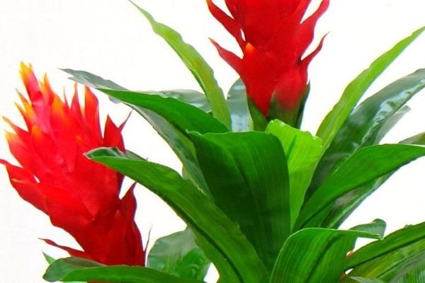 鴻運當頭怎么養(yǎng)才紅