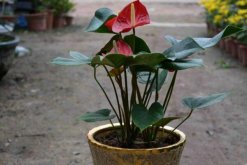 紅掌怎么養(yǎng)長得快，掌握正確的養(yǎng)護方法是關(guān)鍵