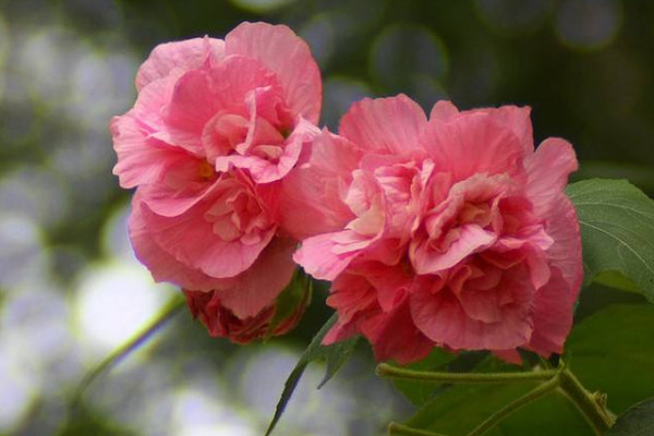 芙蓉花夏季能見(jiàn)陽(yáng)光嗎