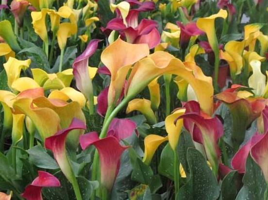 彩色馬蹄蓮能養(yǎng)幾年，通常養(yǎng)殖3-4年是沒(méi)有問(wèn)題