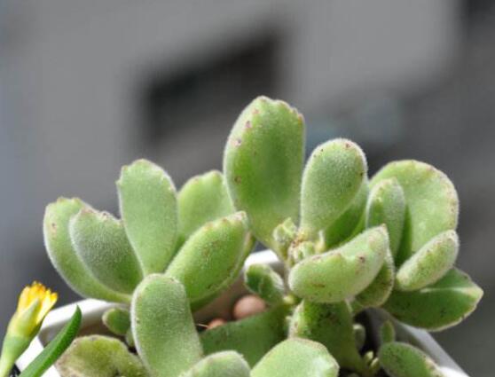 熊童子葉斑病怎么辦，及時(shí)摘除病葉、噴灑藥物治療