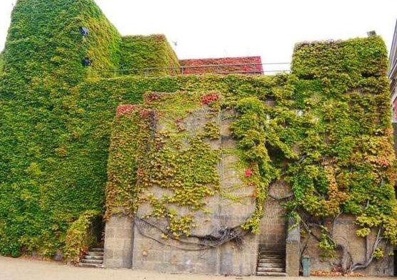 爬山虎和常春藤怎么區(qū)分，盤點(diǎn)三種區(qū)別方法(屬性/株型/生長(zhǎng)習(xí)性)