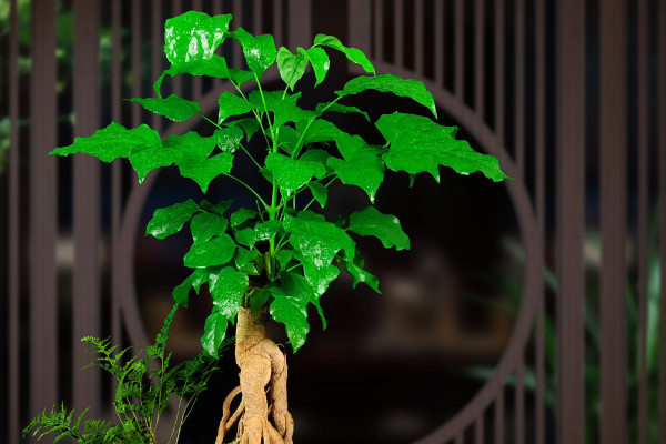 幸福樹(shù)有毒嗎，全株上下不存在任何毒性成分